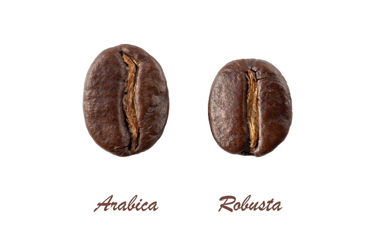 Arabica vs. Robusta: Welche Kaffeebohne passt zu Ihrem Geschmack?