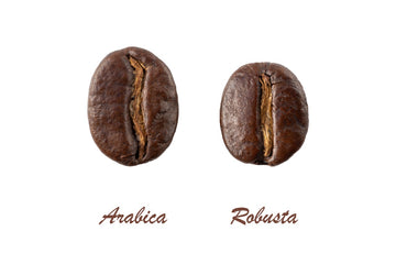 Arabica vs. Robusta: Welche Kaffeebohne passt zu Ihrem Geschmack?